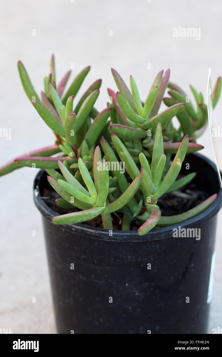 Close up of Cephalophyllum or known as Lido Big pink Ice Plant growing in a pot Stock Photo