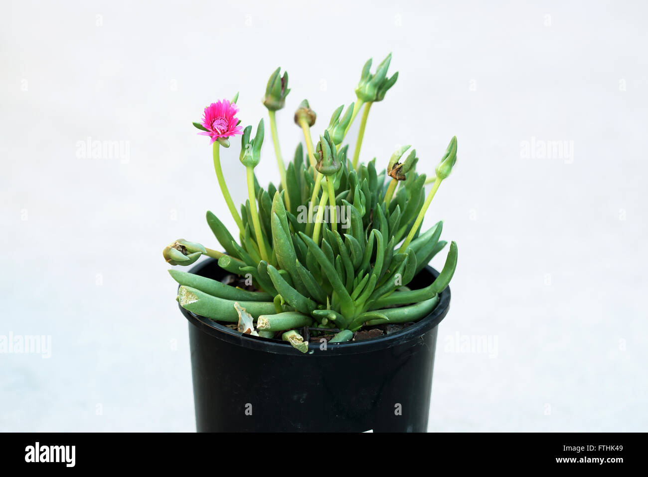 Close up of Cephalophyllum or known as Lido Big pink growing in a pot Stock Photo