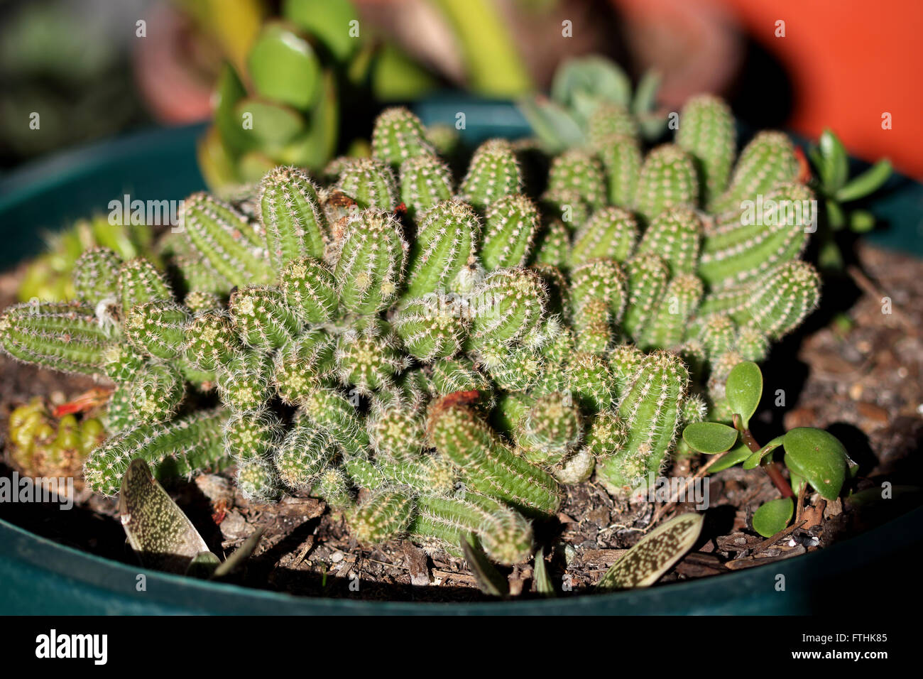 Echinopsis chamaecereus or also known as Peanut cactus Stock Photo