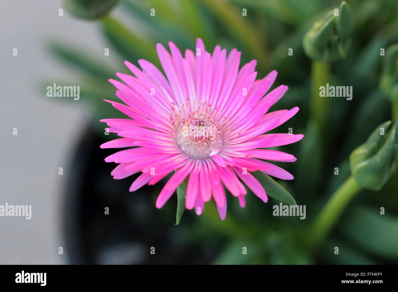 Macro shot of Cephalophyllum or known as Lido Big pink full bloom flowers Stock Photo
