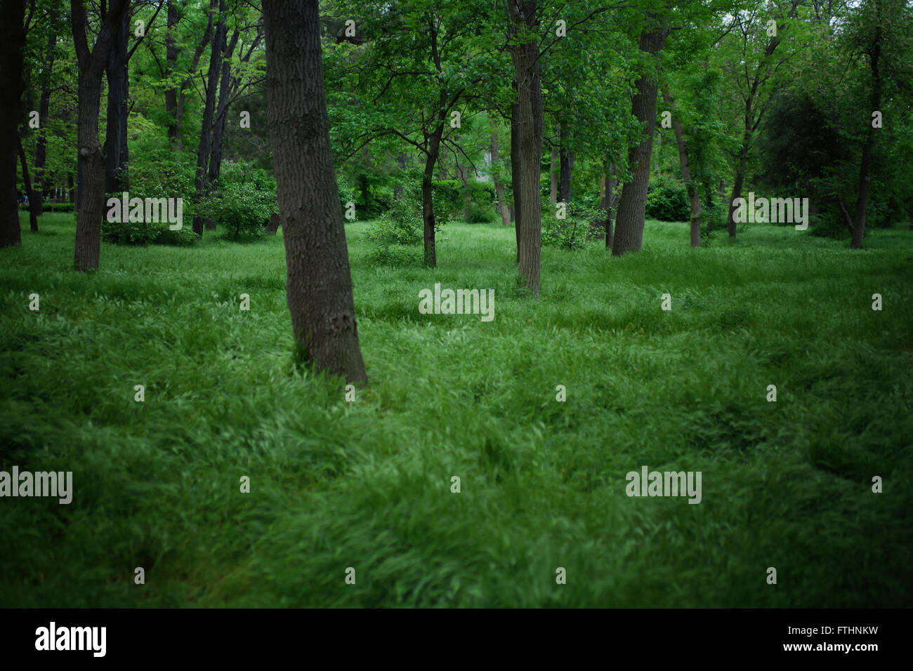 Summer forest with lush green leaves and grass Stock Photo - Alamy