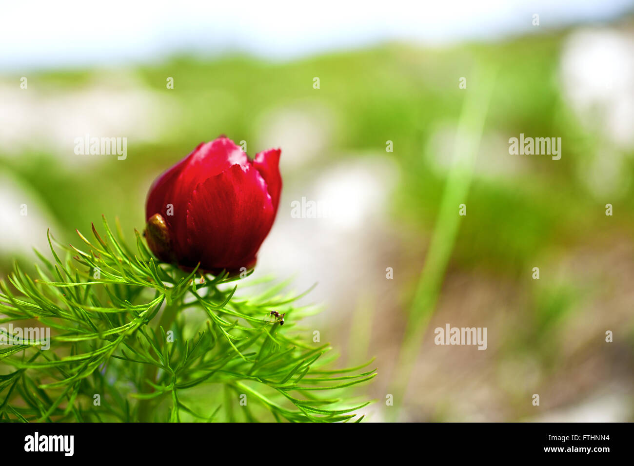 Red flower of mountain peony close up Stock Photo