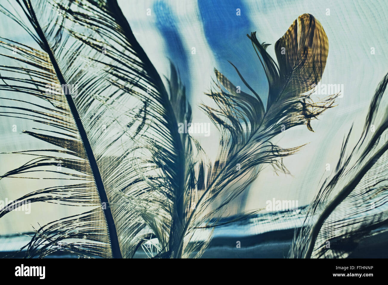 Abstract background with eagle feathers Stock Photo - Alamy