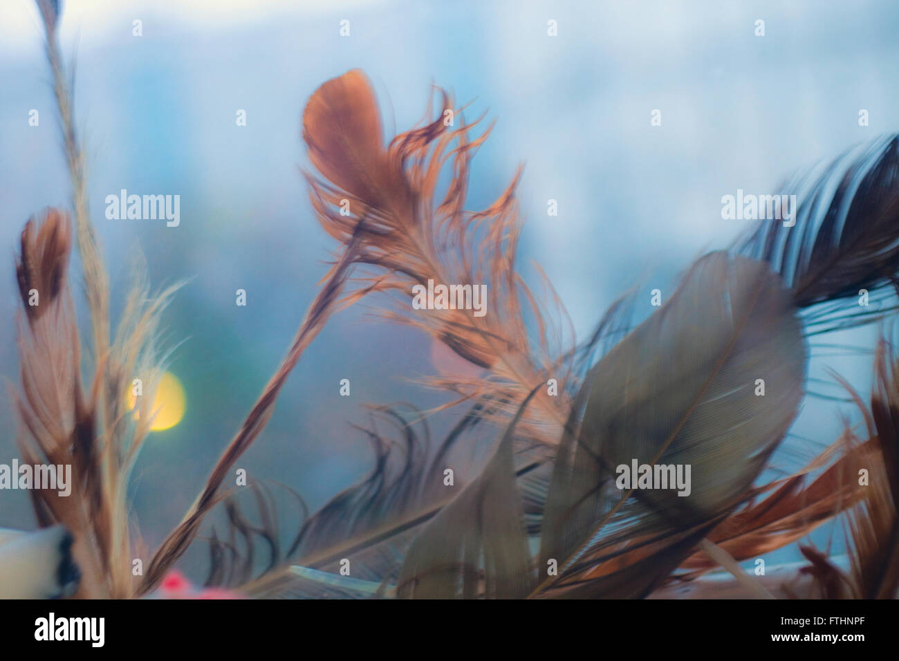 Abstract background with eagle feathers Stock Photo - Alamy