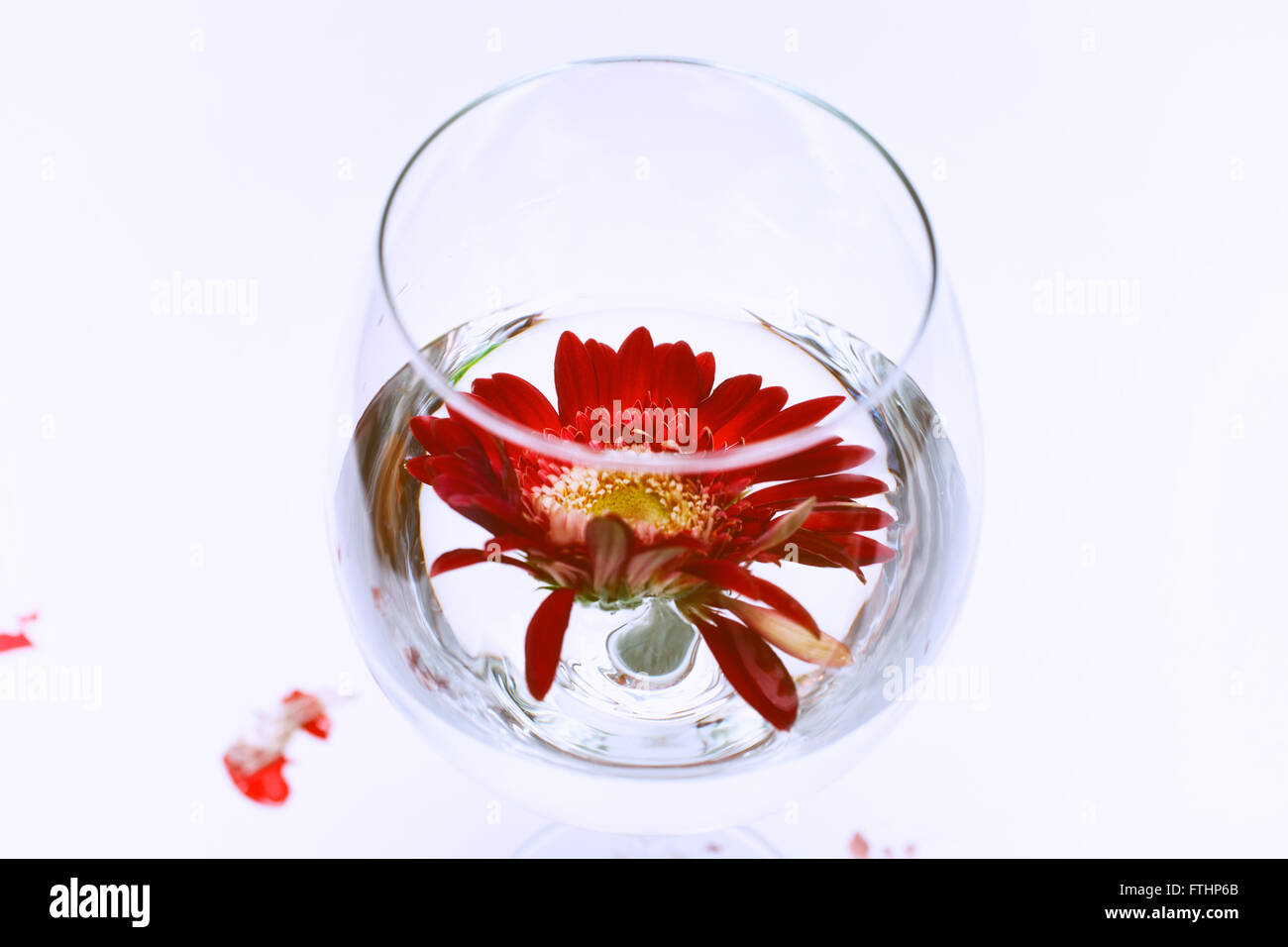 Wine glass with water and red gerbera on a white background Stock Photo