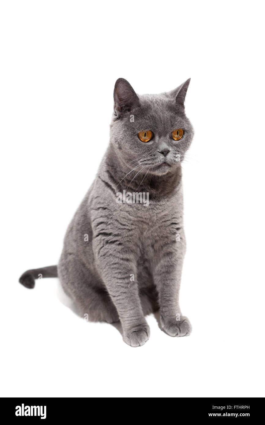 Sitting gray British cat isolated on white background Stock Photo