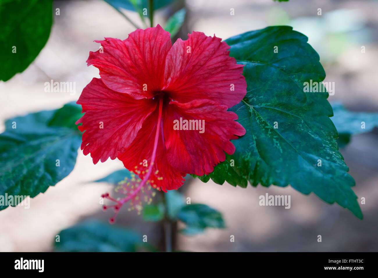 Red hibiscus flower with green leaves closeup Stock Photo - Alamy