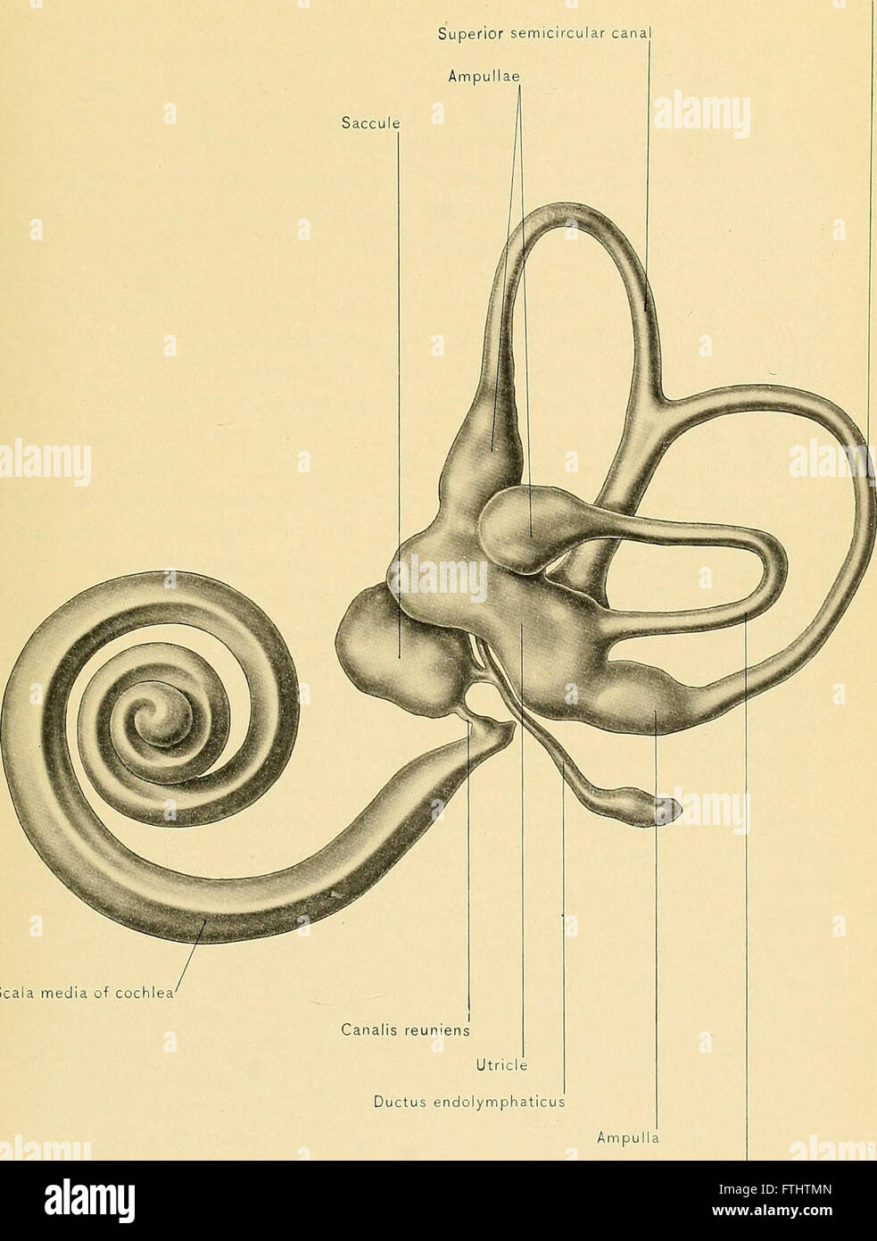A 1901 treatise on human surgical anatomy, detailing the structure of ...