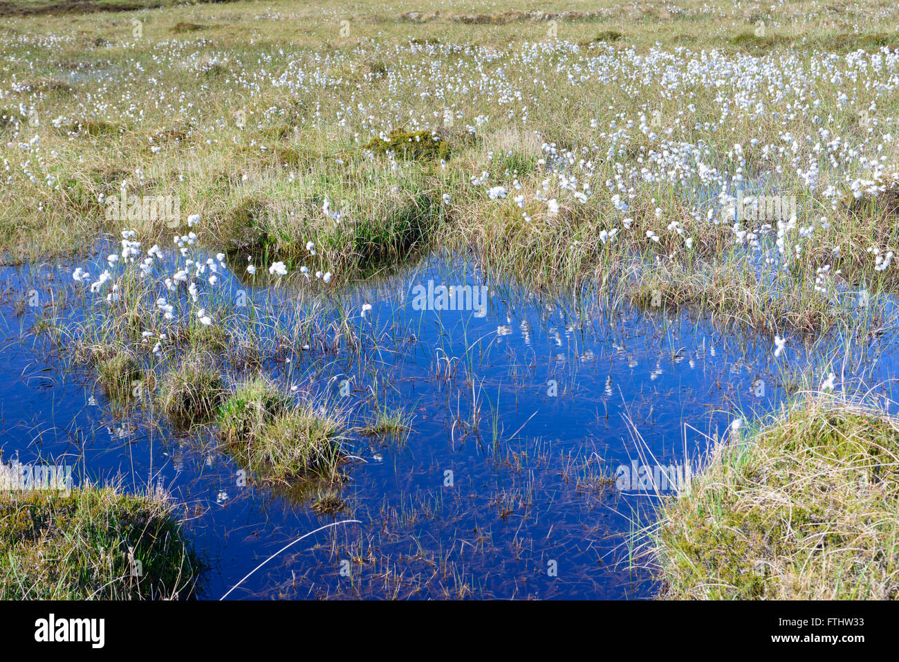 Common Cottongrass (Eriophorum angustifolium) Bog Stock Photo - Alamy