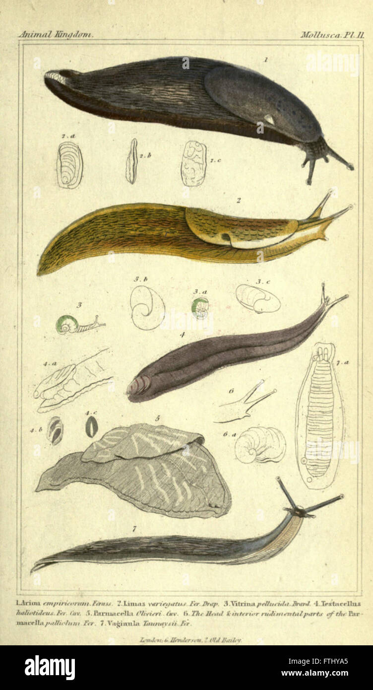 A scientific illustration from 'The Animal Kingdom,' arranged by ...