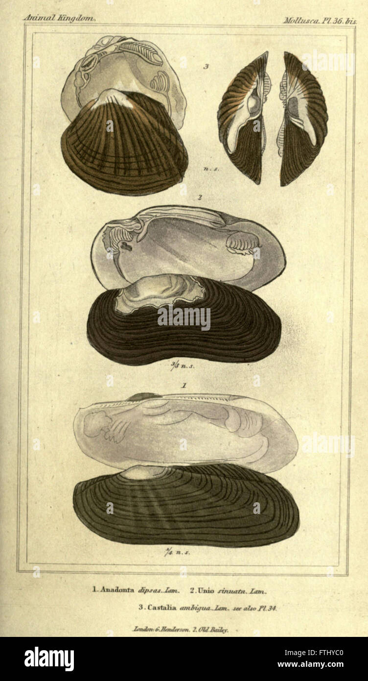 A depiction from 'The Animal Kingdom,' highlighting the classification ...