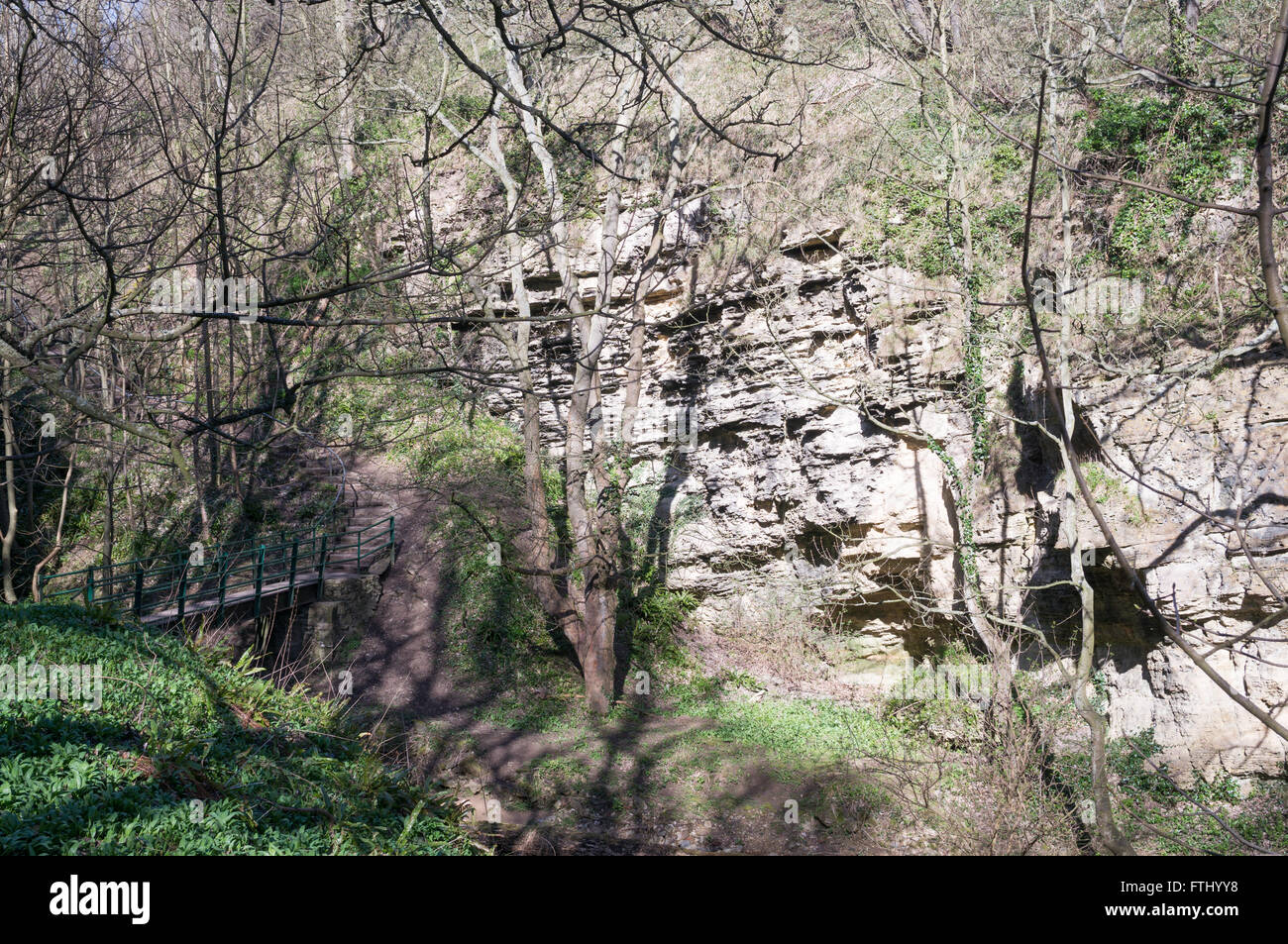 Limestone cliffs in Hawthorn Dene near Seaham, on the England Coast