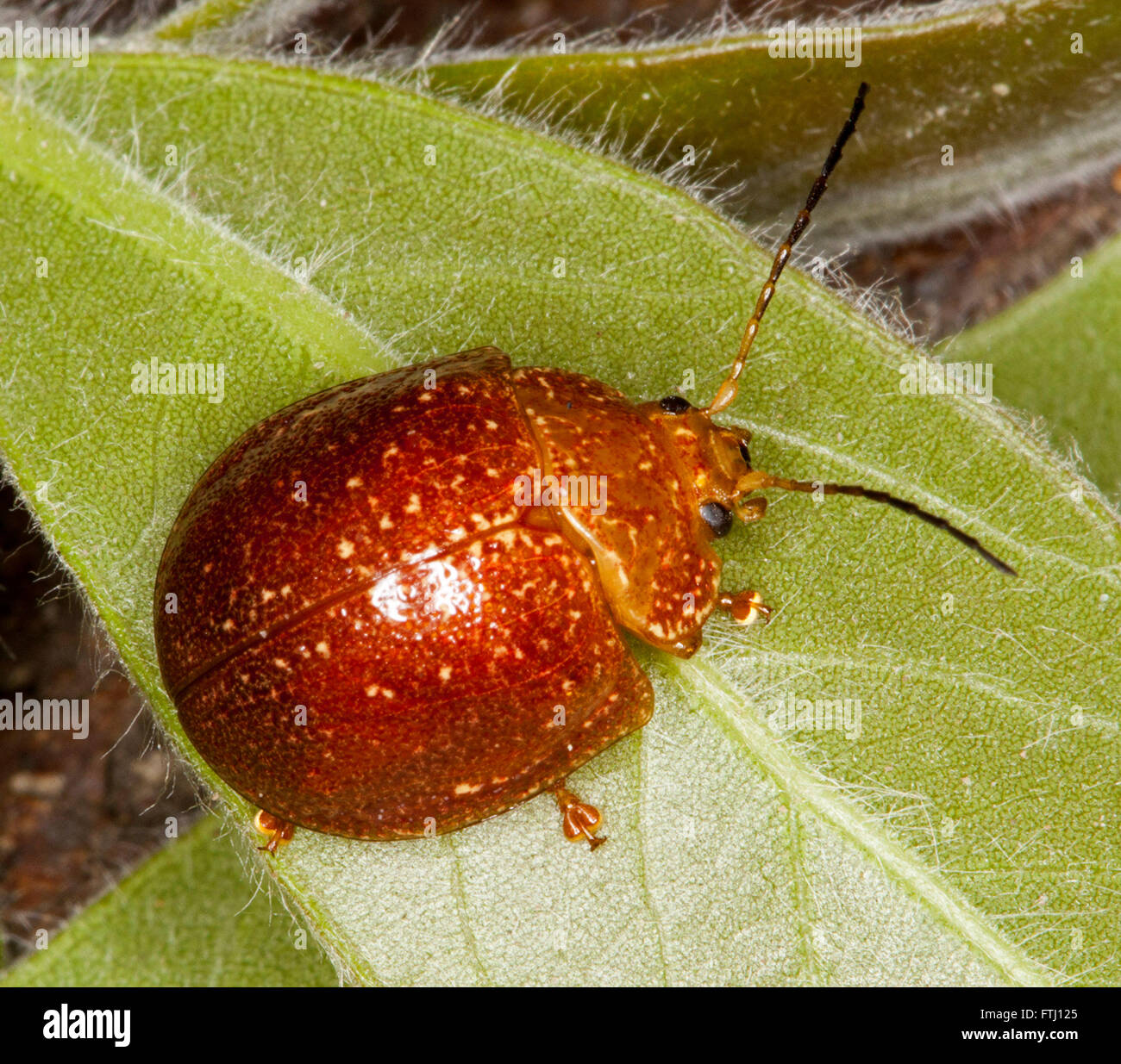 Macro image of red-brown Australian acacia leaf beetle Dicranosterna picea with eyes, feet & antennae, shown on green hairy leaf Stock Photo