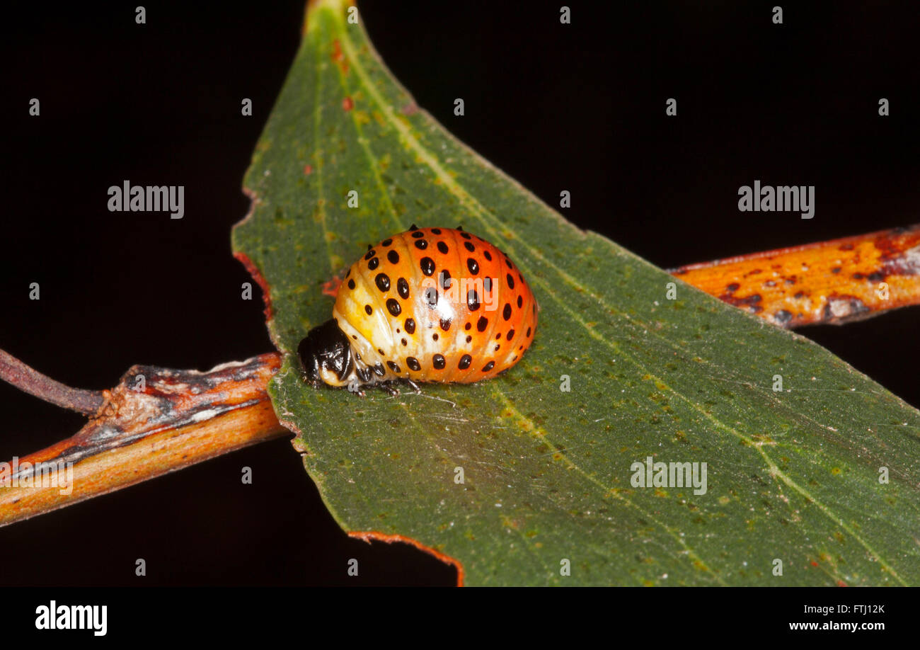 Colourful orange & black spotted larva of Australian acacia leaf beetle Dicranosterna picea on green leaf against black background Stock Photo
