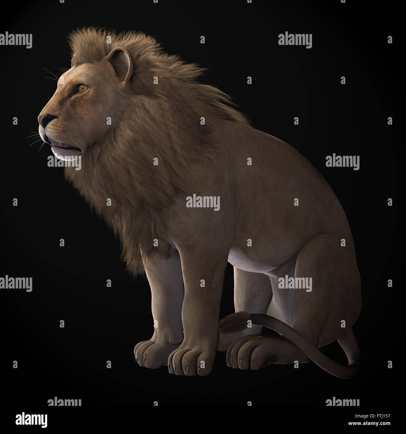 The African lion male is part of a pride of females and cubs and