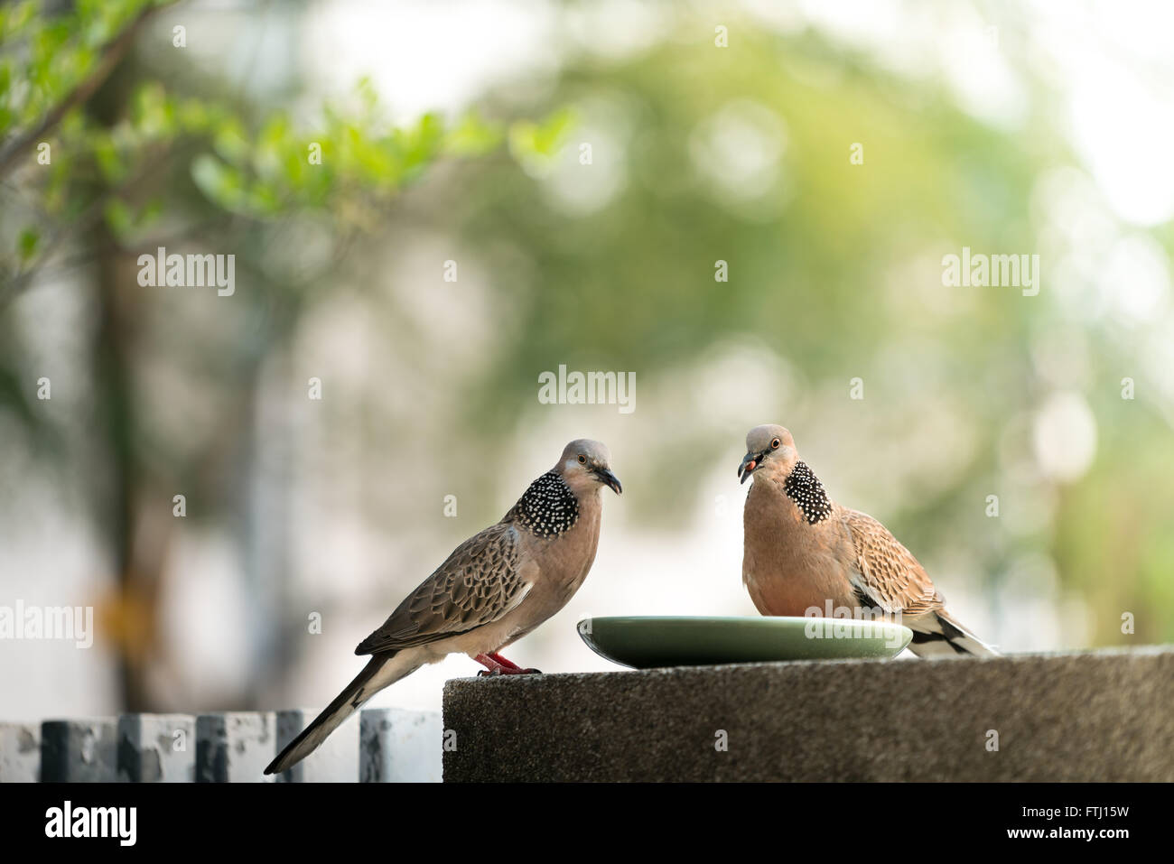Sharing food to birds, two pigeons eating Stock Photo