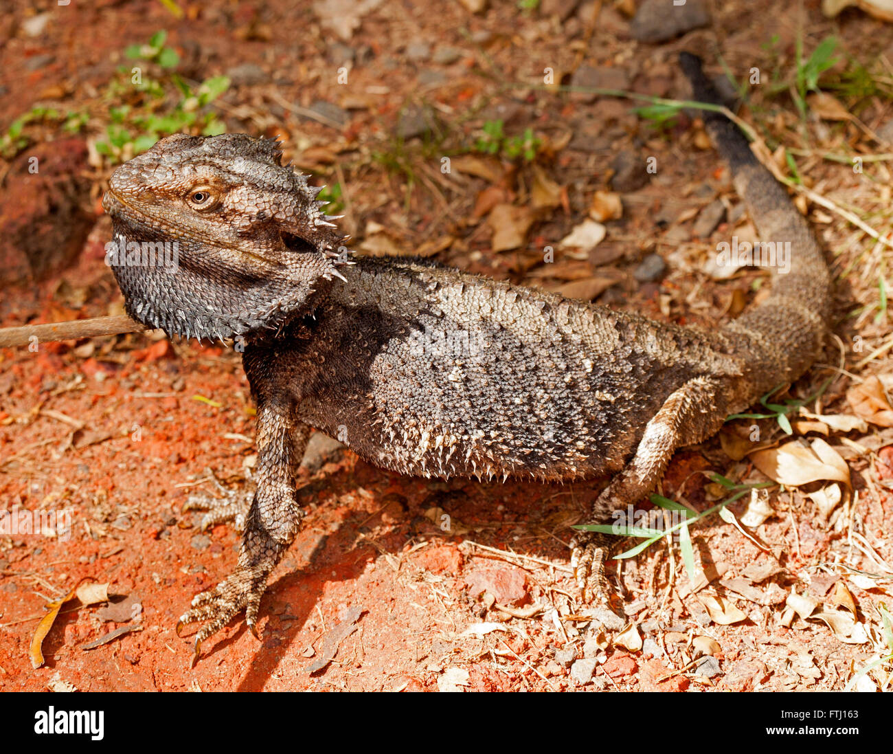Australian bearded dragon lizard, Pogona barbata with grey spiny beard and body extended in threatening pose on red soil in garden Stock Photo