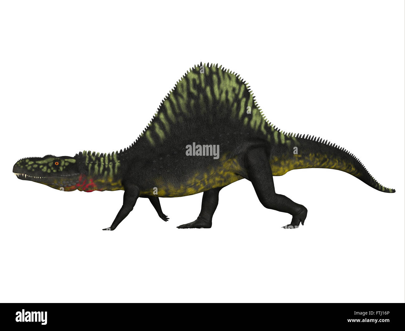 Arizonasaurus was a sailback carnivorous archosaur that lived in Arizona, North America in the Triassic Period. Stock Photo