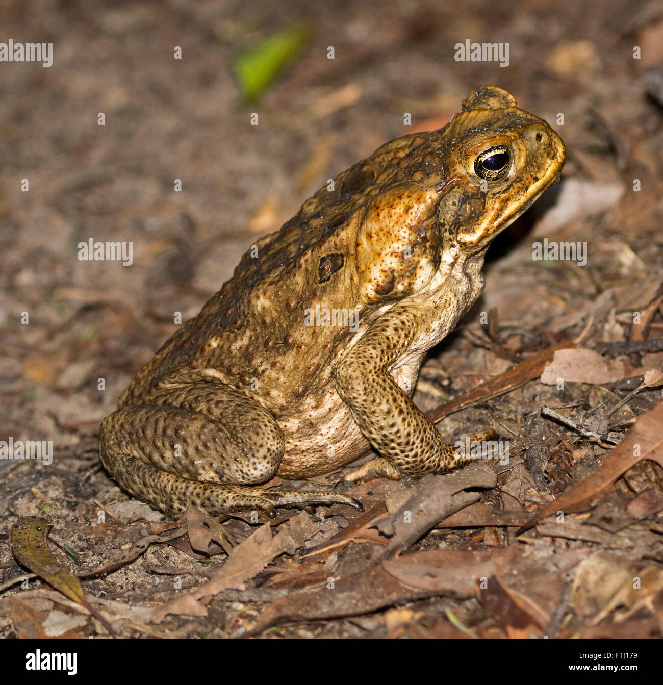Cane toad, Bufo marinus, environmental pest in typical upright sitting pose with bright eye, among dry leaves in garden i8n Queensland Australia Stock Photo