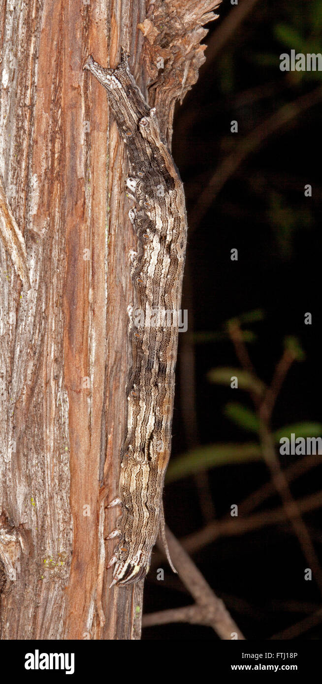 Decorative patterned caterpillar of guava moth, Ophiusa disjungens well camouflaged on brown bark of Australian leptospermum tree Stock Photo