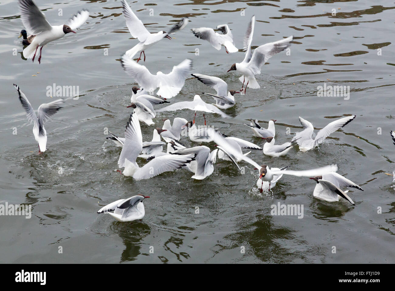 seagull feeding frenzy in water Stock Photo