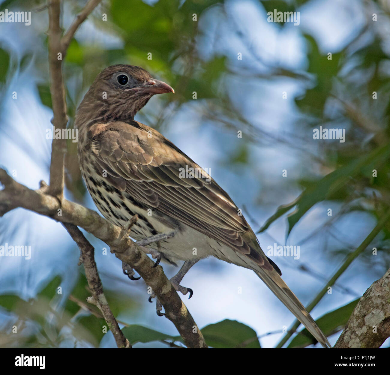 Australian female figbird sphecotheres viridis hires stock photography and images Alamy