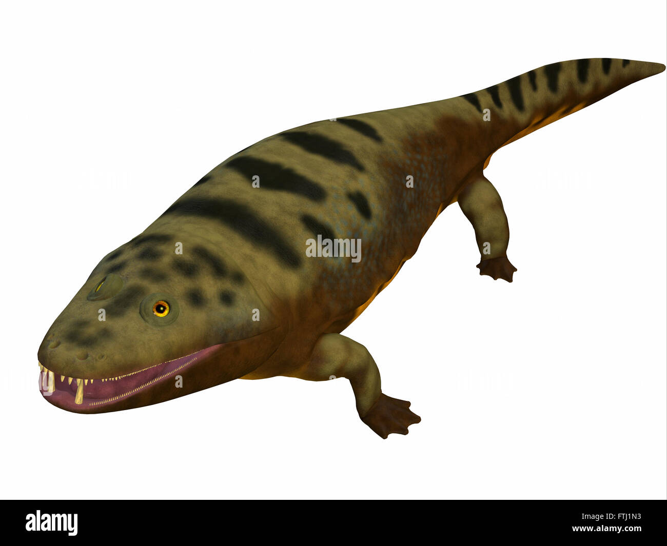 Mastodonsaurus was an aquatic amphibian animal that lived in Europe during the Triassic Period. Stock Photo