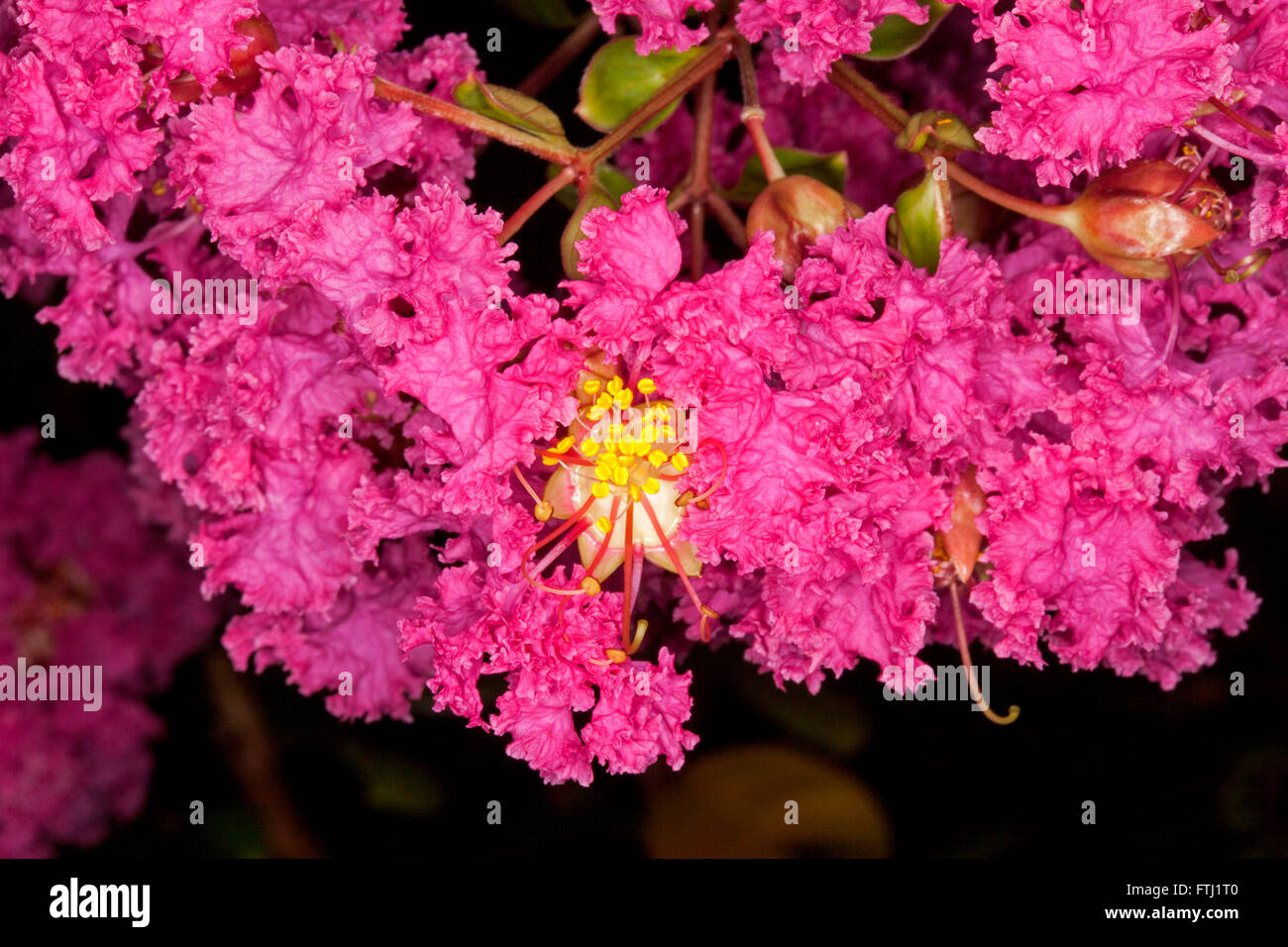 Large cluster of deep pink / red flowers of Lagerstroemia indica, crepe myrtle, pride of India, deciduous shrub on dark background Stock Photo