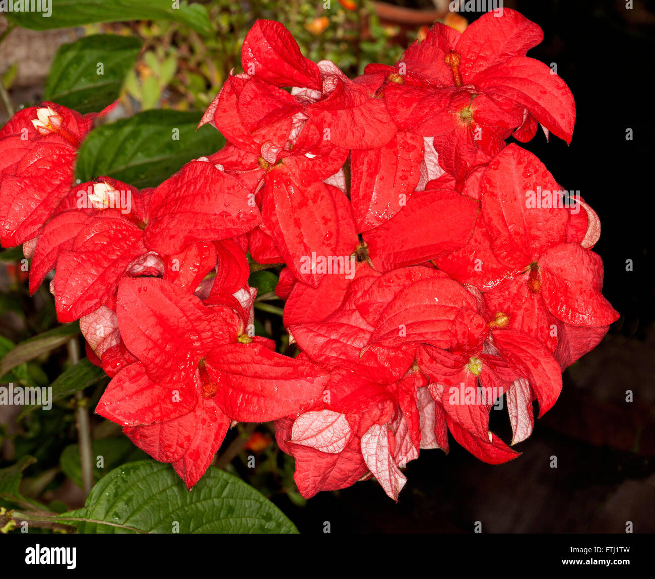 Large cluster of vivid red bracts, flowers & green leaves of Mussaenda Capricorn Dream, unusual deciduous tropical shrub on dark background Stock Photo