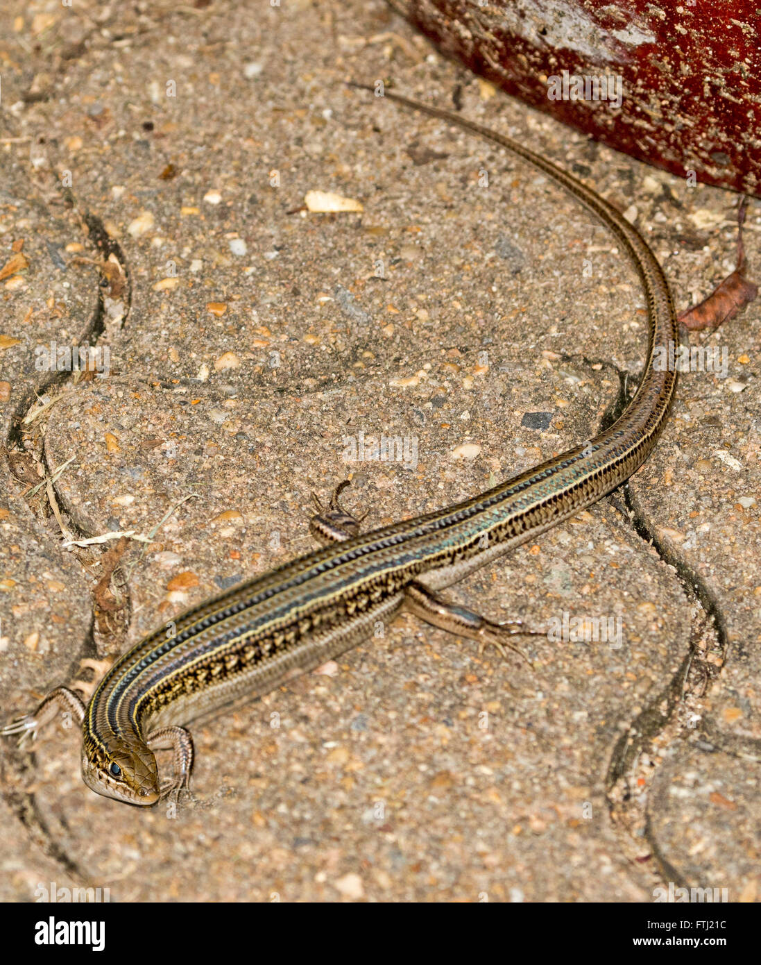 Tiny skink, Ctenotus species with decorative brown, grey, and cream stripes on paving in Australian garden Stock Photo