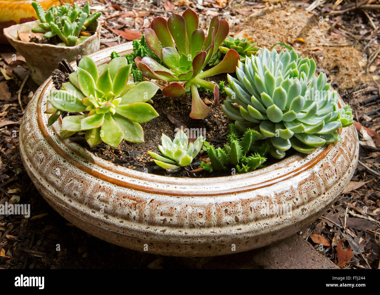 Group of succulent plants with blue green foliage growing in shallow