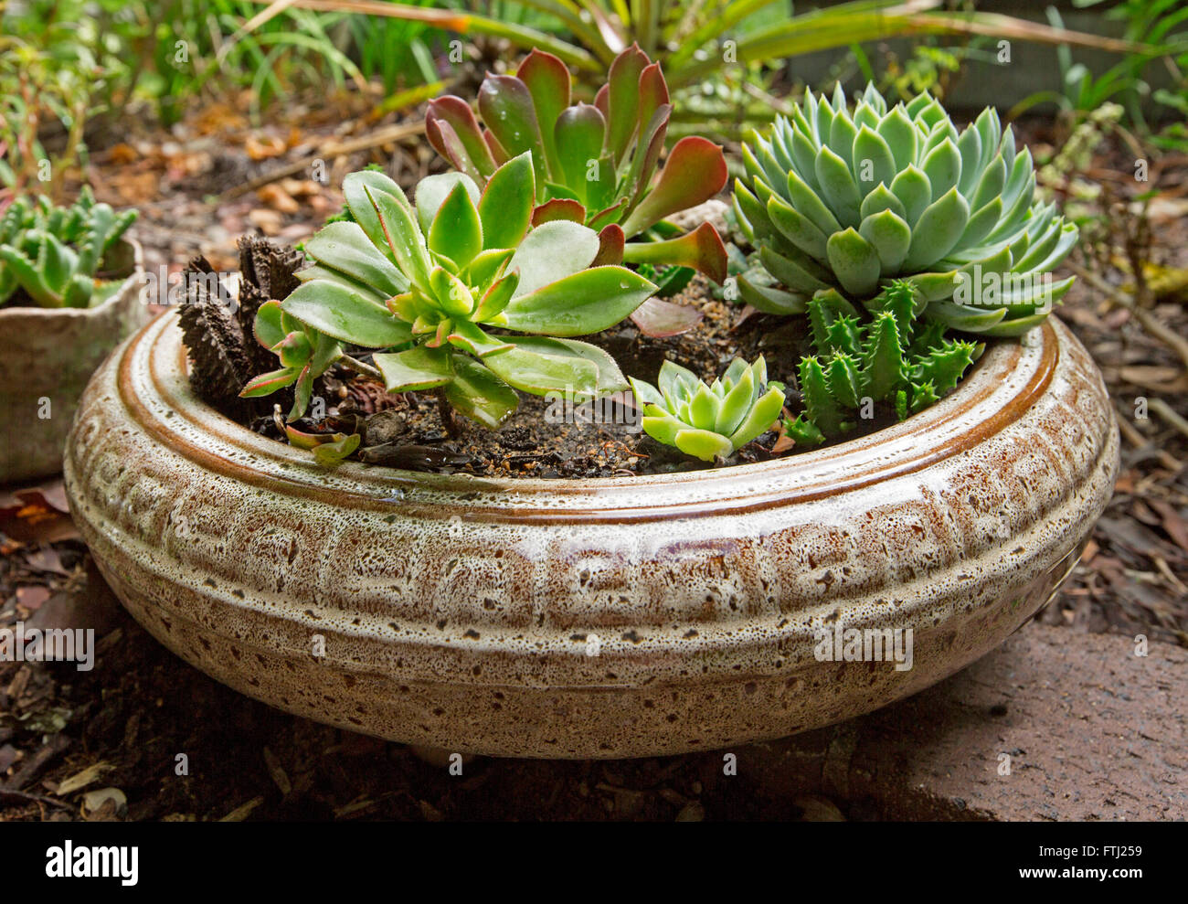 Group of succulent plants with blue green foliage growing in shallow circular decorative brown and white ceramic container Stock Photo