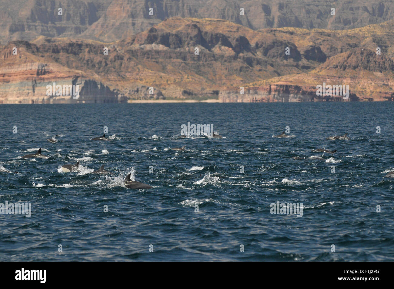 Long-Beaked Common Dolphin Delphinus capensis Stock Photo