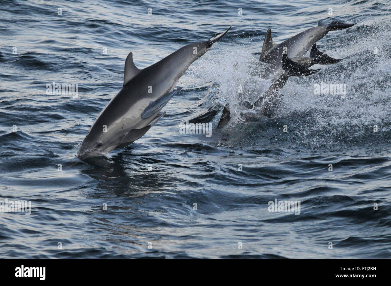 Long-Beaked Common Dolphin Delphinus capensis Stock Photo