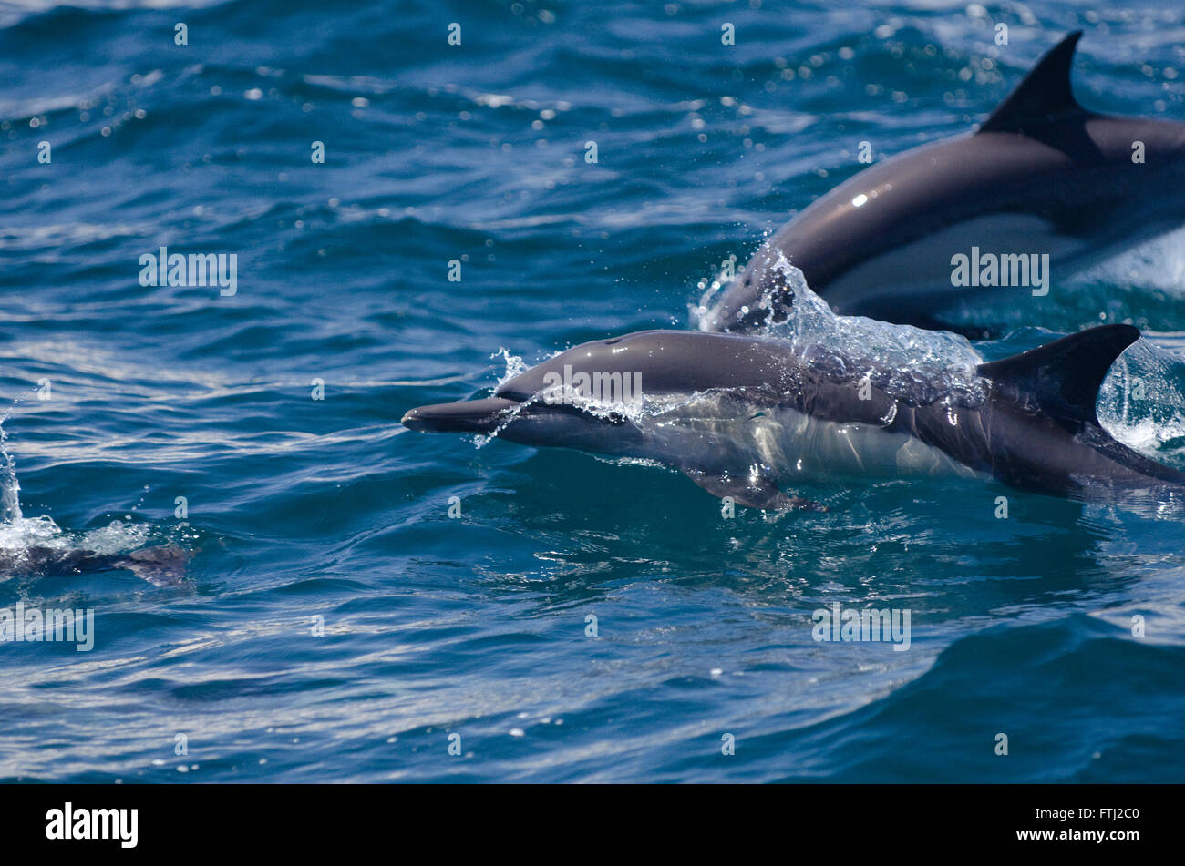 Long-Beaked Common Dolphin Delphinus capensis Stock Photo