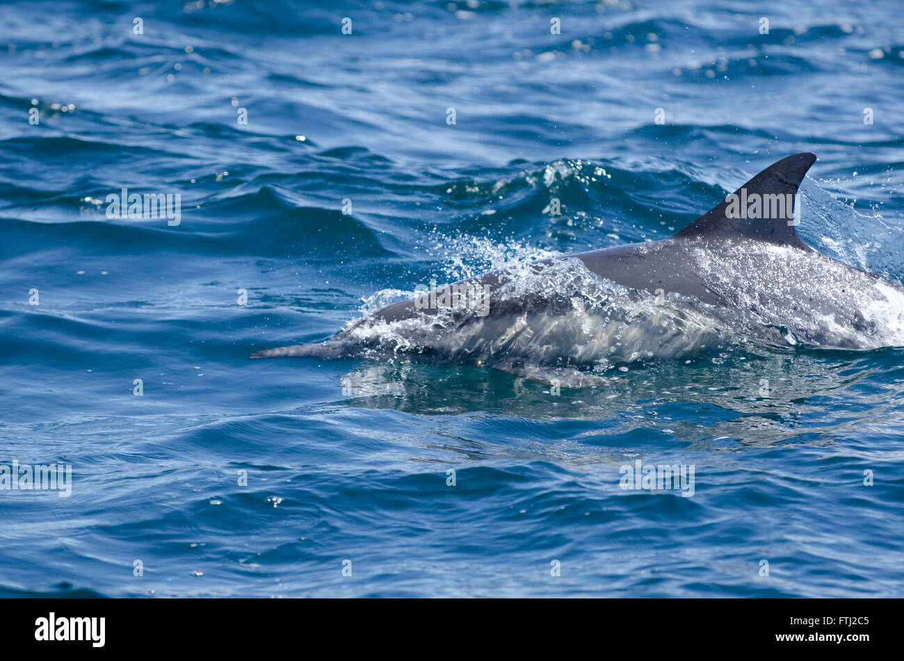 Long-Beaked Common Dolphin Delphinus capensis Stock Photo