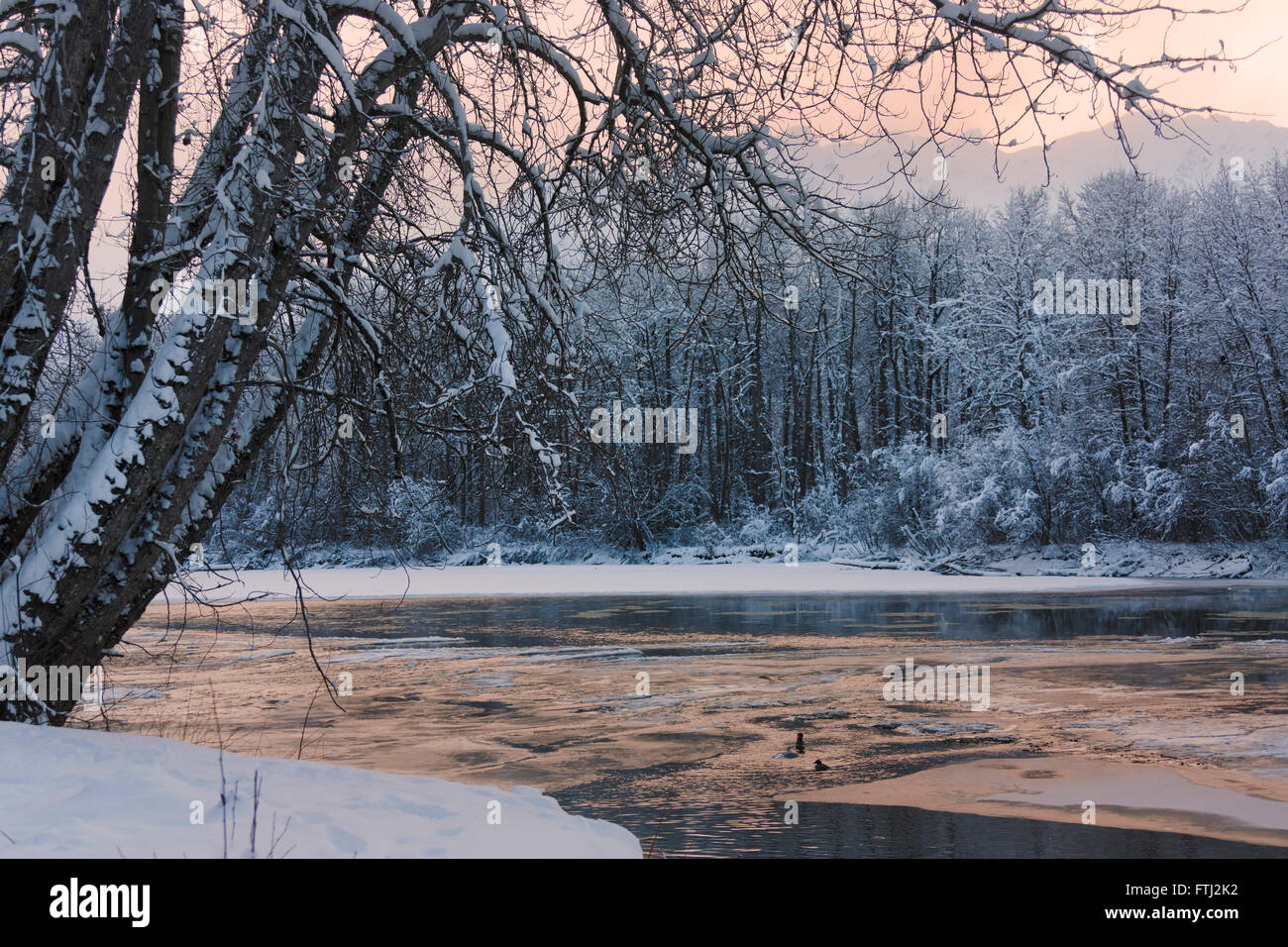 Landscape of forest and river covered with snow, Haines, Alaska, USA Stock Photo