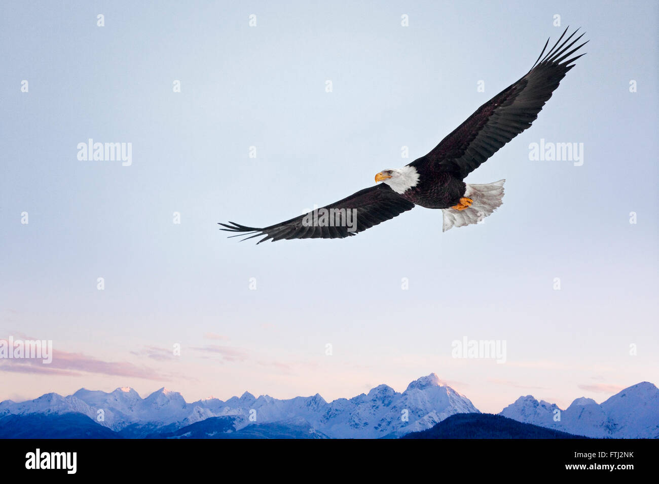 Bald Eagle flying over snow mountain, Alaska, USA Stock Photo - Alamy