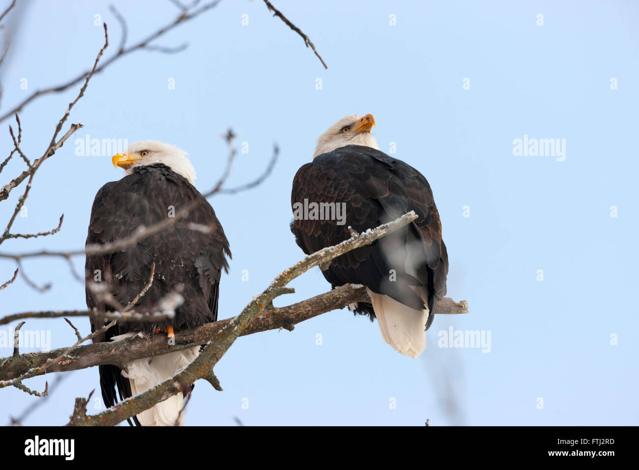 Two Bald Eagles on tree branch covered with snow, Alaska, USA Stock Photo