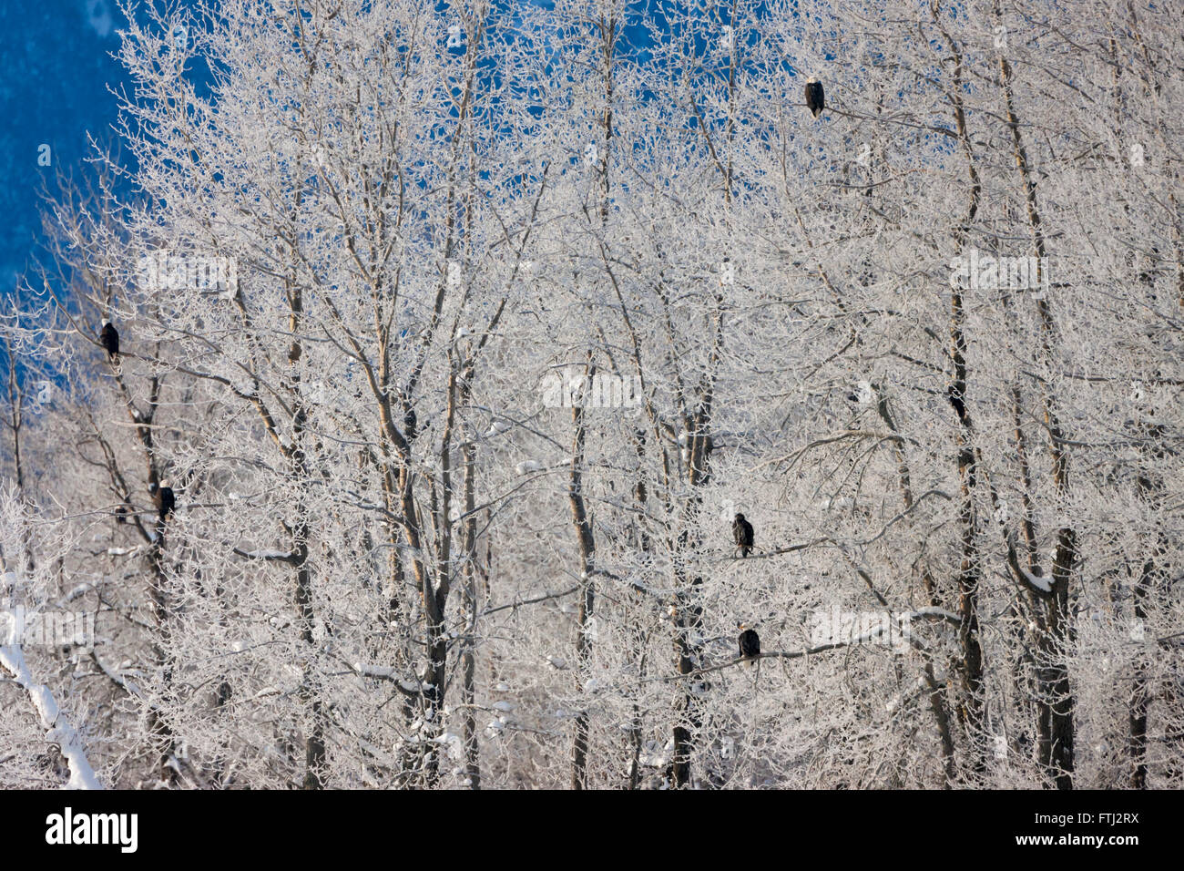 Bald Eagles in the forest covered with snow, Haines, Alaska, USA Stock Photo