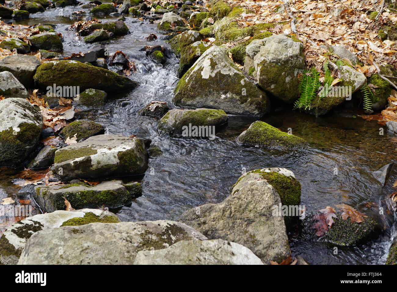 A stream flowing through a temperate forest in Spring. Stock Photo