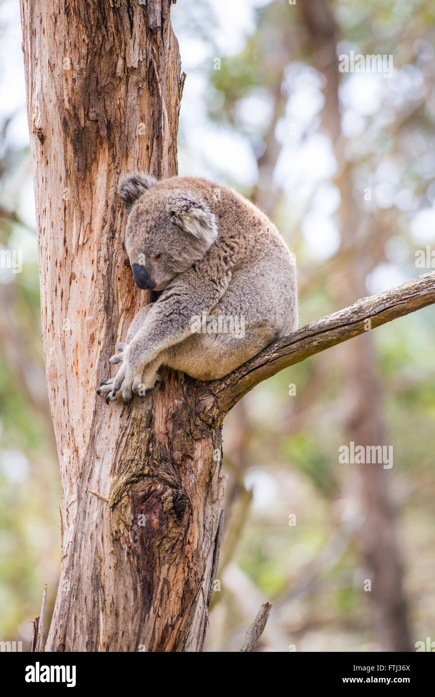 Baby koala australia hi-res stock photography and images - Alamy