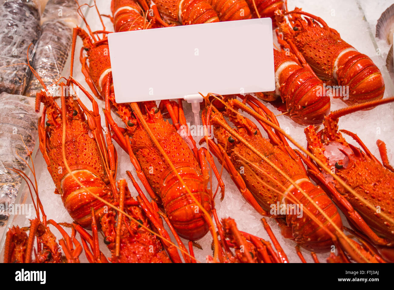 Australian lobster Stock Photo 101201370 Alamy