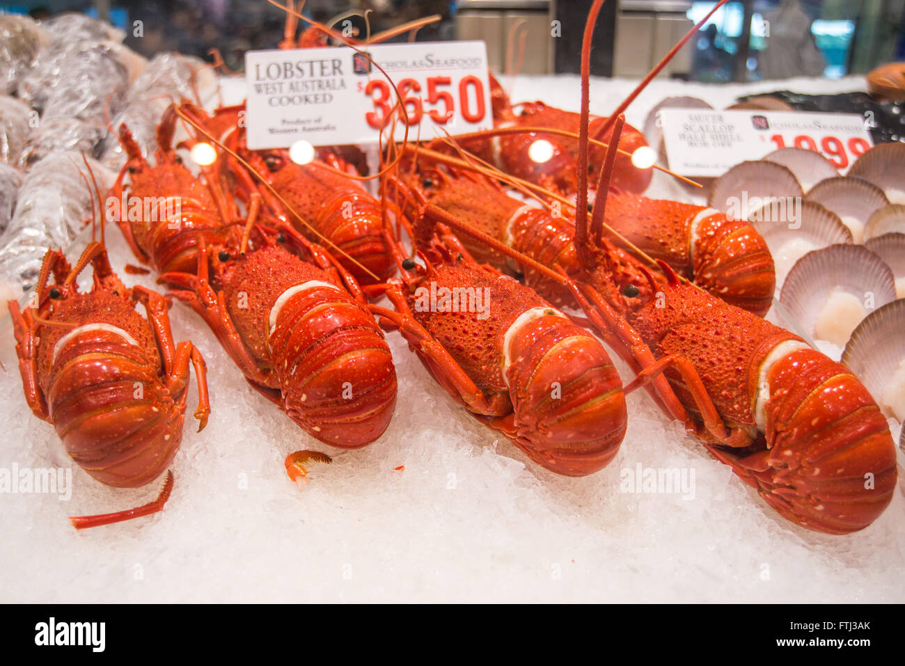 Australian lobster Stock Photo Alamy