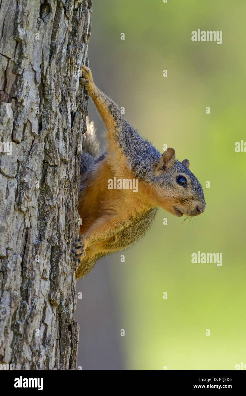 Fox Squirrel on side of tree looking toward right of frame. Green, blurred background selective focus. Portrait. Humor Stock Photo