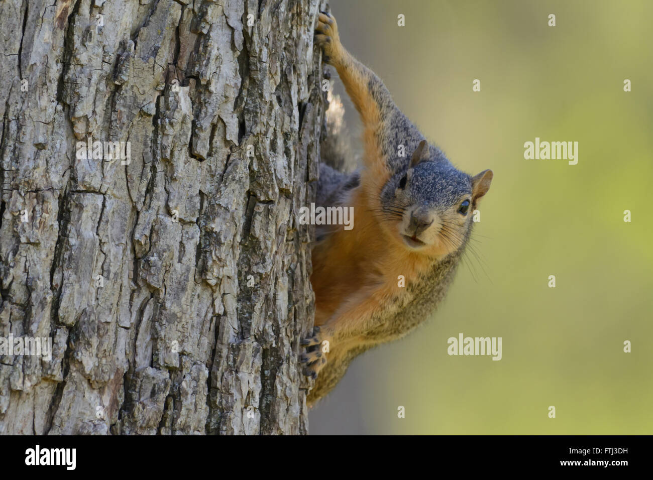 Fox Squirrel hanging on side of tree looking directly forward. Green background. Selective Focus. Humor. Landscape Caption Stock Photo