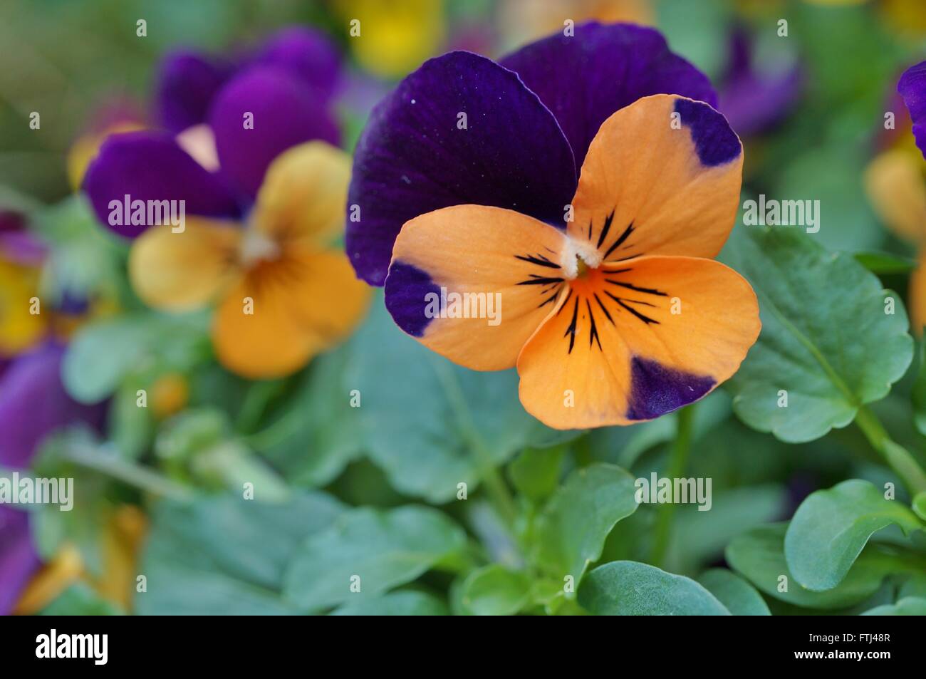 Johnny jump up mini bicolor violet flower Stock Photo