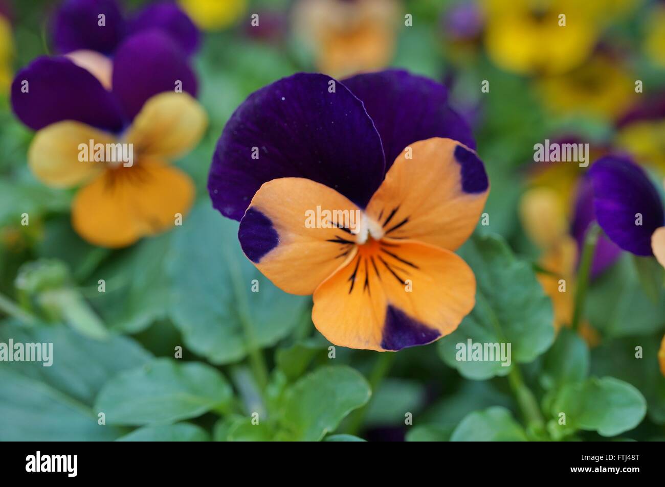 Johnny jump up mini bicolor violet flower Stock Photo