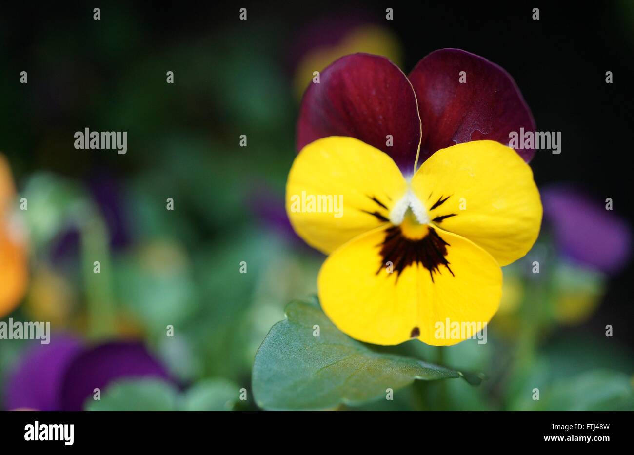 Johnny jump up mini bicolor violet flower Stock Photo