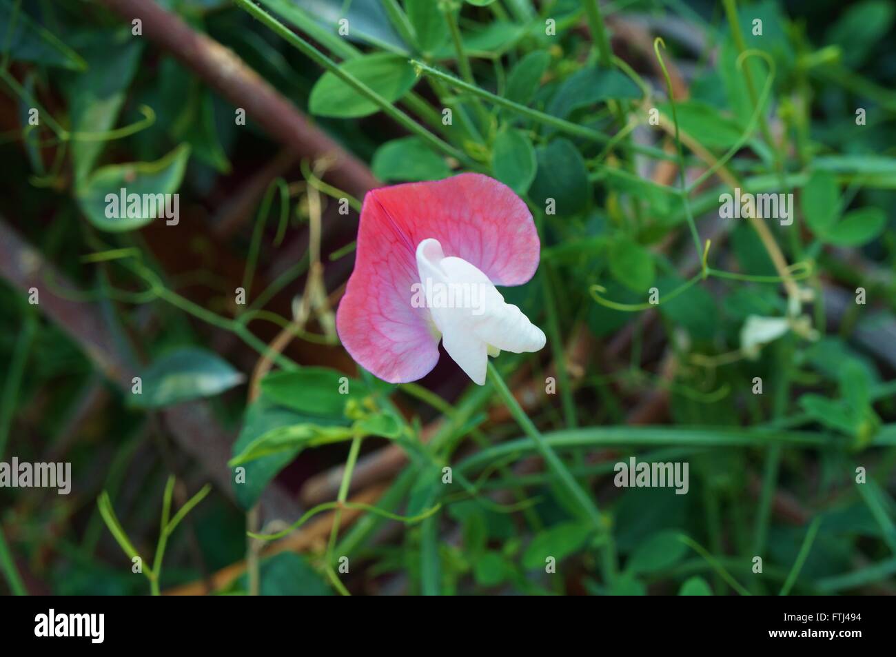 Fragrant pink and white sweet pea flowers climbing on the vine Stock Photo